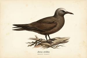 Brown Noddy illustration