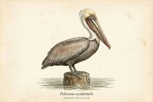 Brown Pelican illustration