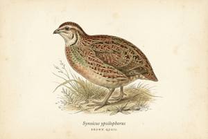Brown Quail illustration