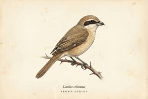 Brown Shrike illustration