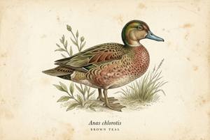 Brown Teal illustration