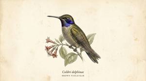 Brown Violetear illustration