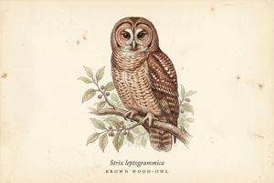 Brown Wood-Owl illustration