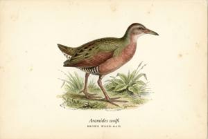 Brown Wood-Rail illustration