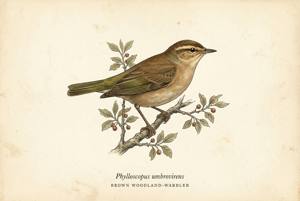 Brown Woodland-Warbler illustration