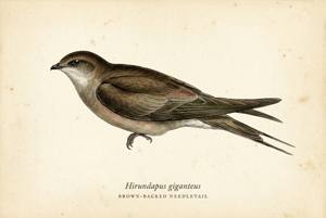 Brown-backed Needletail illustration
