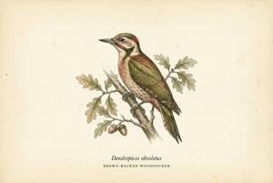 Brown-backed Woodpecker illustration