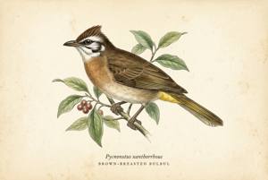 Brown-breasted Bulbul illustration