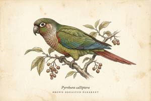 Brown-breasted Parakeet illustration