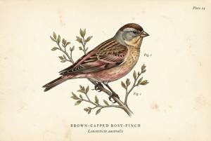 Brown-capped Rosy-Finch illustration