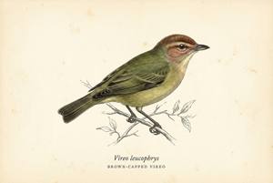 Brown-capped Vireo illustration