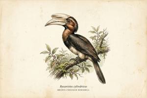 Brown-cheeked Hornbill illustration