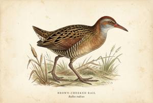 Brown-cheeked Rail illustration