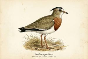 Brown-chested Lapwing illustration