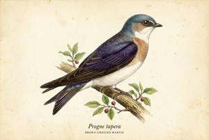 Brown-chested Martin illustration