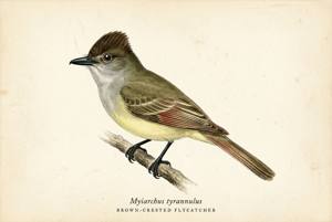 Brown-crested Flycatcher illustration