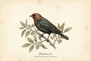 Brown-headed Cowbird illustration