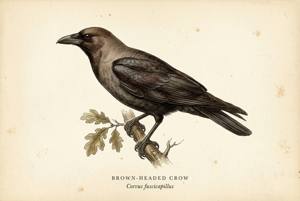 Brown-headed Crow illustration