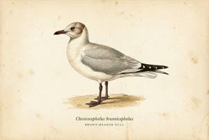 Brown-headed Gull illustration