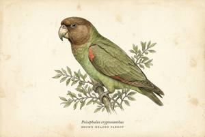 Brown-headed Parrot illustration