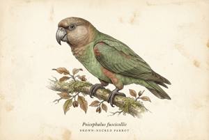 Brown-necked Parrot illustration