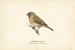 Brown-rumped Seedeater illustration