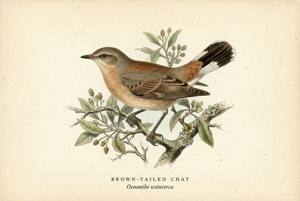 Brown-tailed Chat illustration