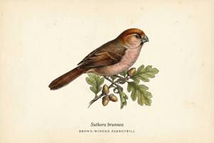 Brown-winged Parrotbill illustration