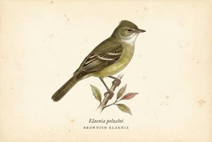 Brownish Elaenia illustration