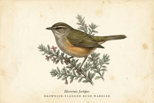 Brownish-flanked Bush Warbler illustration