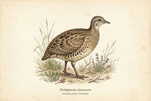 Brushland Tinamou illustration