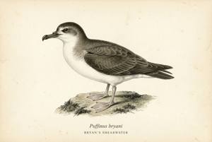Bryan's Shearwater illustration