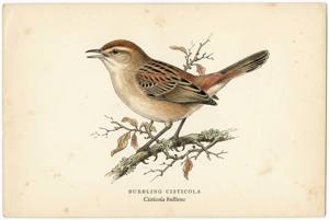 Bubbling Cisticola illustration