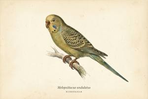 Budgerigar illustration