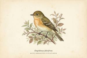 Buff-breasted Flycatcher illustration