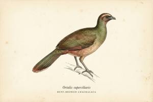 Buff-browed Chachalaca illustration