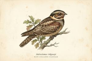 Buff-collared Nightjar illustration