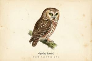 Buff-fronted Owl illustration