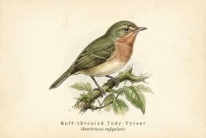 Buff-throated Tody-Tyrant illustration