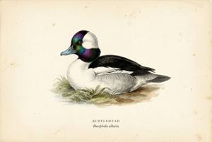 Bufflehead illustration