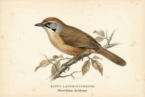 Buffy Laughingthrush illustration