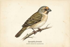 Buffy-fronted Seedeater illustration