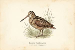 Bukidnon Woodcock illustration