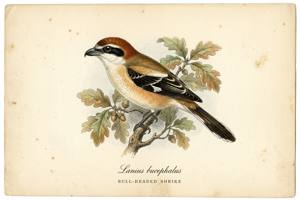 Bull-headed Shrike illustration
