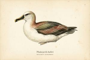 Buller's Albatross illustration