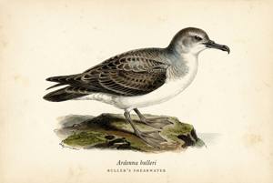 Buller's Shearwater illustration
