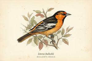 Bullock's Oriole illustration