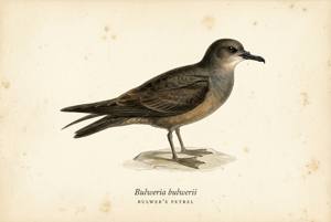 Bulwer's Petrel illustration