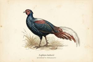 Bulwer's Pheasant illustration