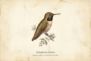 Bumblebee Hummingbird illustration